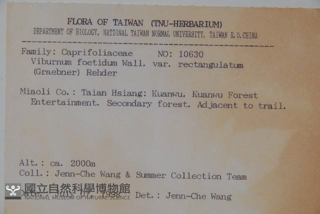 狹葉莢迷藏品圖，第2張