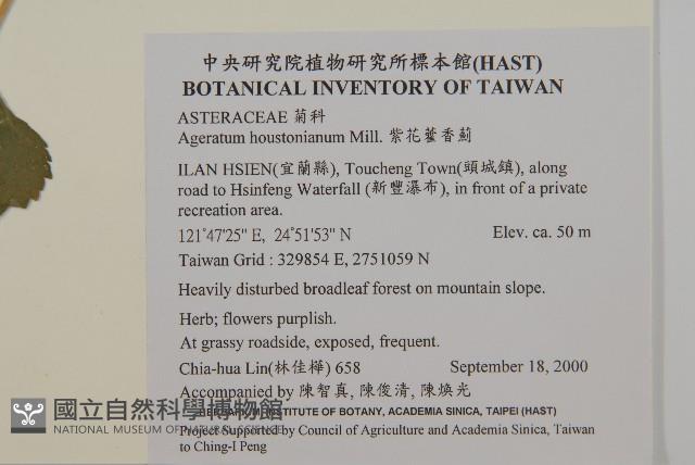 紫花霍香薊藏品圖，第2張