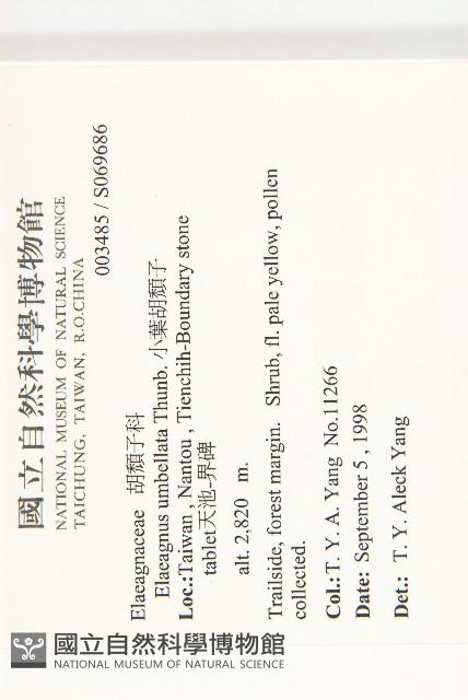 小葉胡頹子藏品圖，第2張