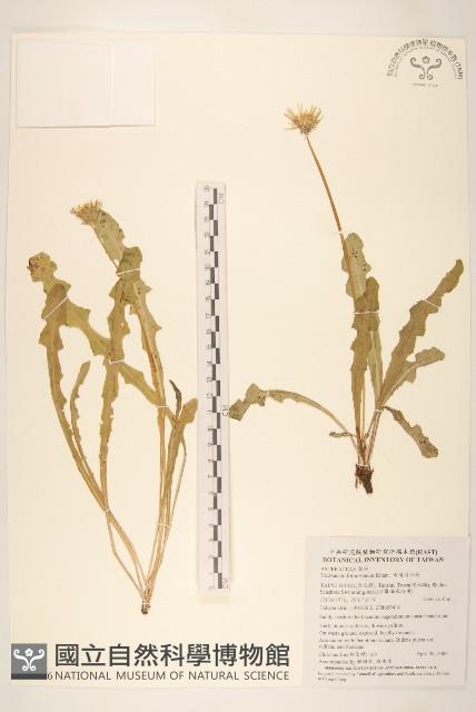 臺灣蒲公英藏品圖，第1張