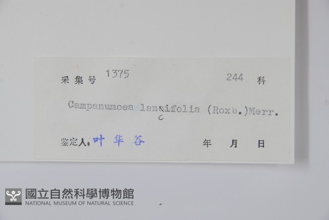 臺灣土黨參藏品圖，第2張