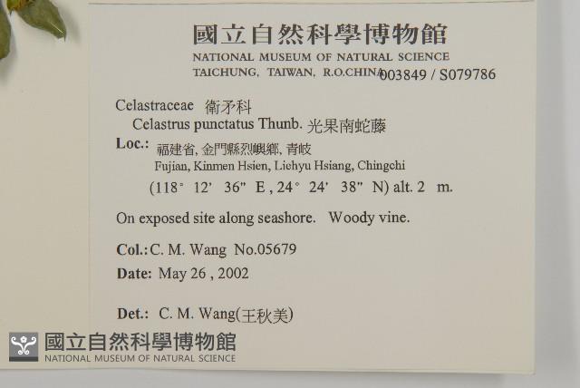 光果南蛇藤藏品圖，第2張