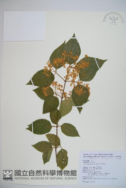 呂宋莢迷藏品圖，第1張