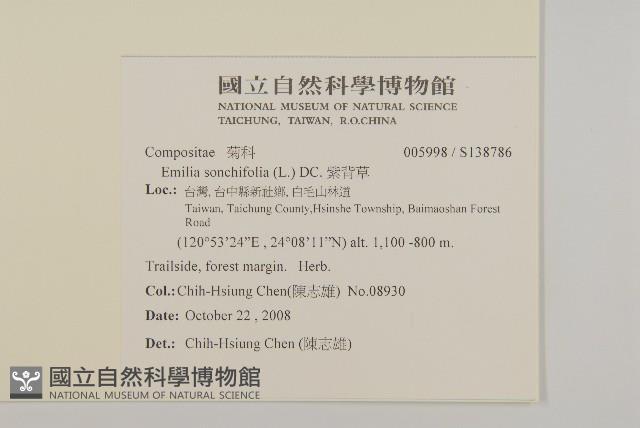 紫背草藏品圖，第2張