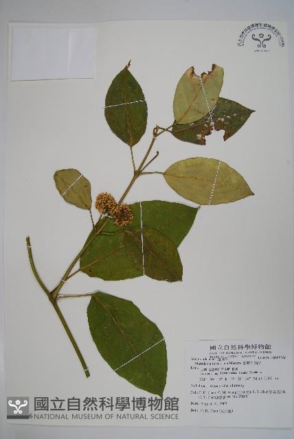 臺灣牛嬭菜藏品圖，第1張