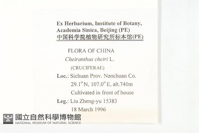 桂竹香藏品圖，第2張