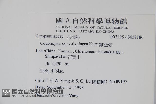 雞蛋參藏品圖，第2張