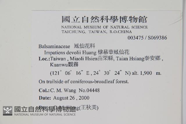 棣慕華鳳仙花藏品圖，第2張