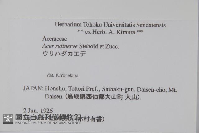 褐脈槭藏品圖，第2張