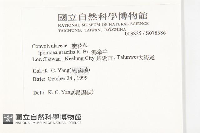 海牽牛藏品圖，第2張