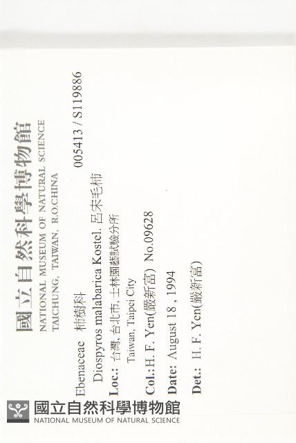 呂宋毛柿藏品圖，第2張