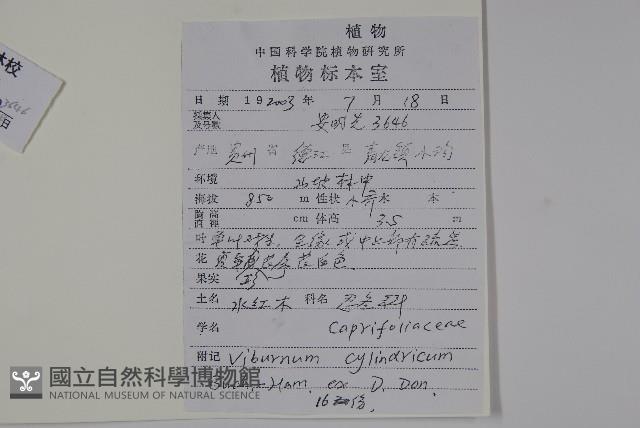 水紅木藏品圖，第2張