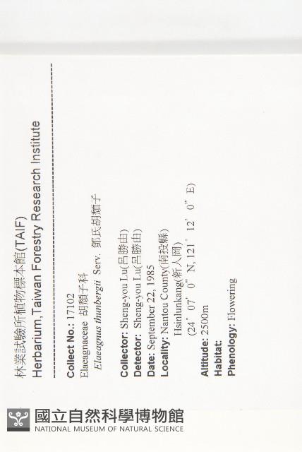 鄧氏胡頹子藏品圖，第2張