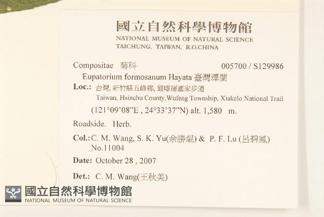 臺灣澤蘭藏品圖，第2張