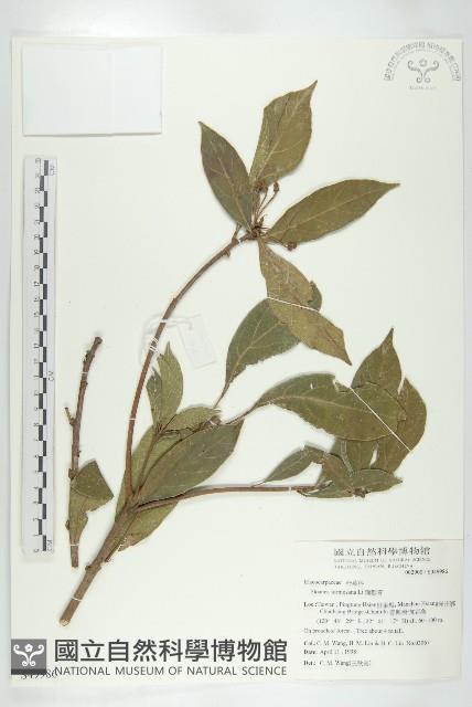 猴歡喜藏品圖，第1張