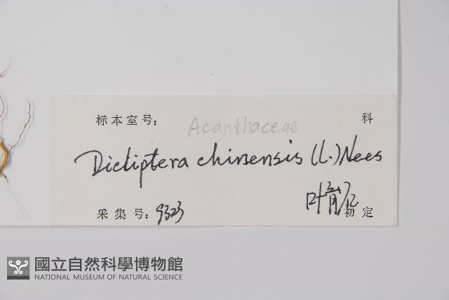 華九頭獅子草藏品圖，第2張