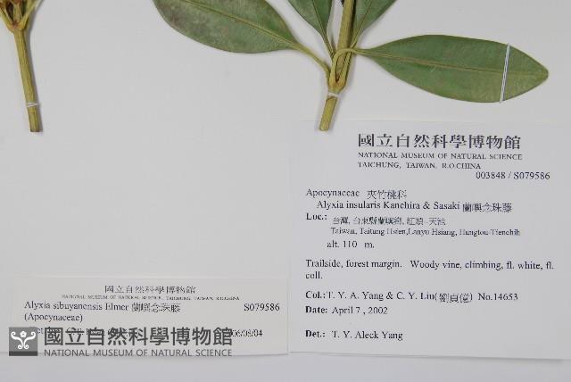 蘭嶼念珠藤藏品圖，第5張