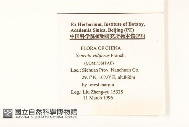 紫毛千里光藏品圖，第2張