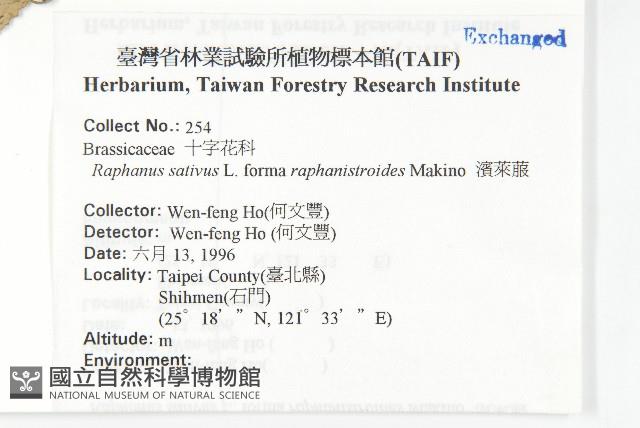 濱萊菔藏品圖，第2張