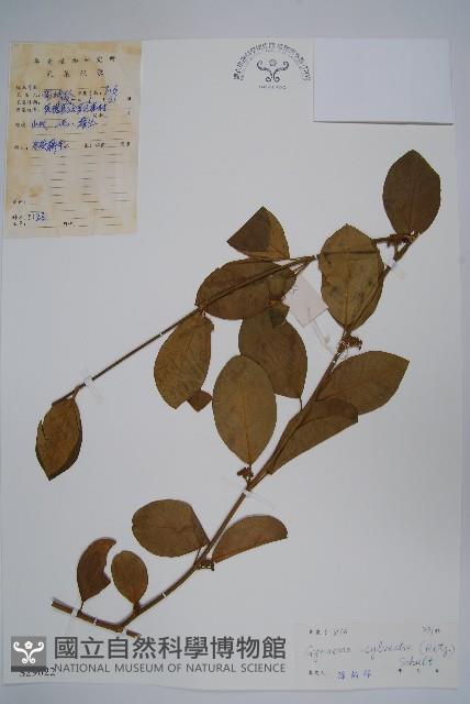 武靴藤藏品圖，第1張