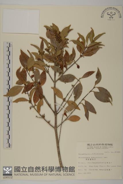 福建賽衛矛、福建假衛矛藏品圖，第1張