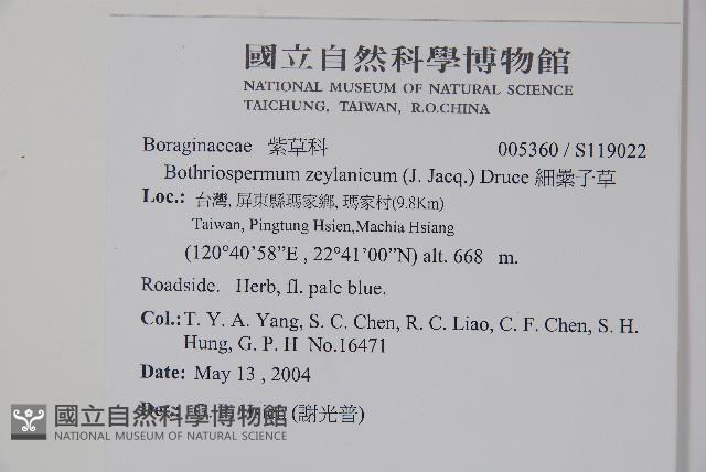 細纍子草藏品圖，第2張