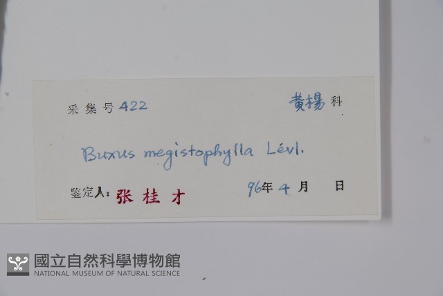 大葉黃楊藏品圖，第2張