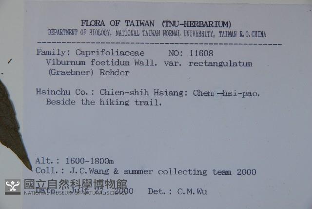 狹葉莢迷藏品圖，第2張