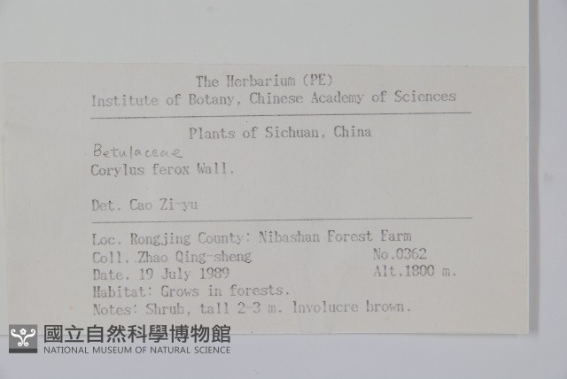 刺榛藏品圖，第2張