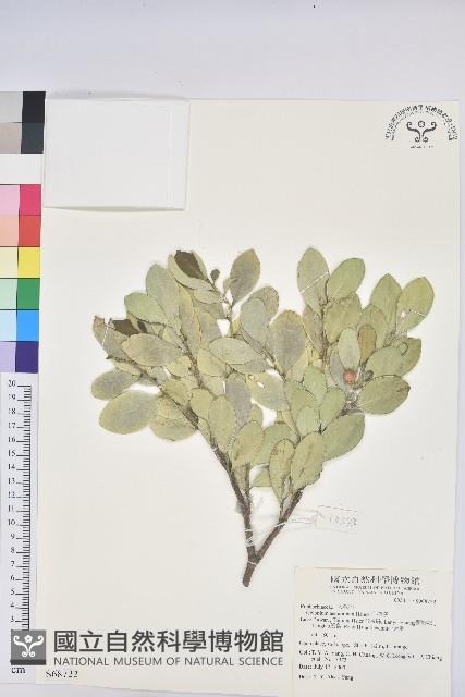 白樹仔藏品圖，第1張