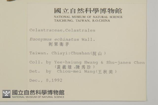 刺果衛矛藏品圖，第2張