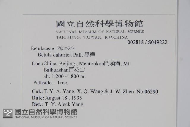 黑樺藏品圖，第2張