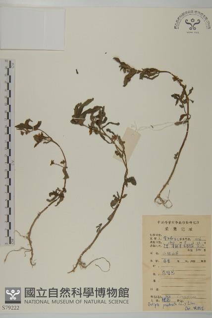 鱧腸藏品圖，第1張