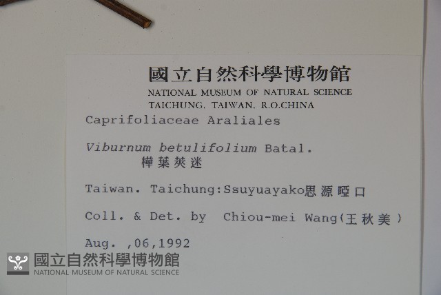 樺葉莢迷、玉山莢迷藏品圖，第2張