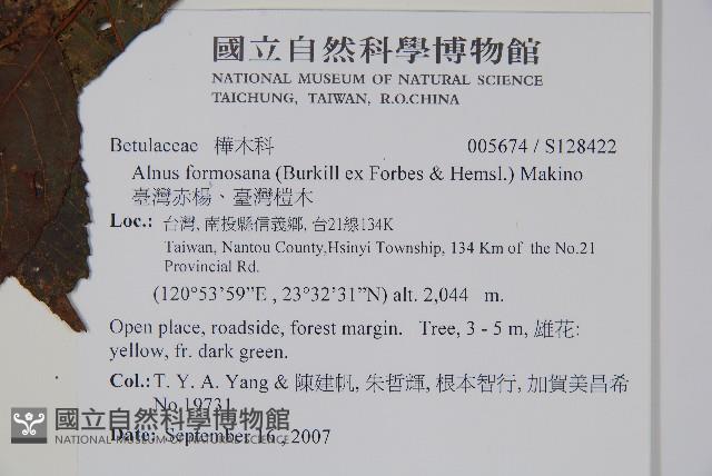 臺灣赤楊、臺灣榿木藏品圖，第2張