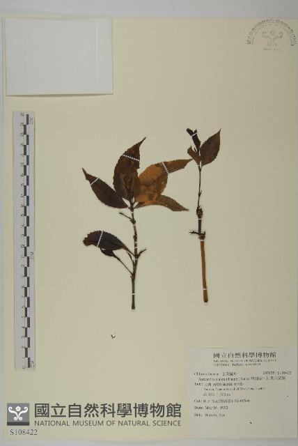 草珊瑚、紅果金粟蘭藏品圖，第1張