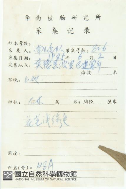 禿瓣杜英藏品圖，第2張