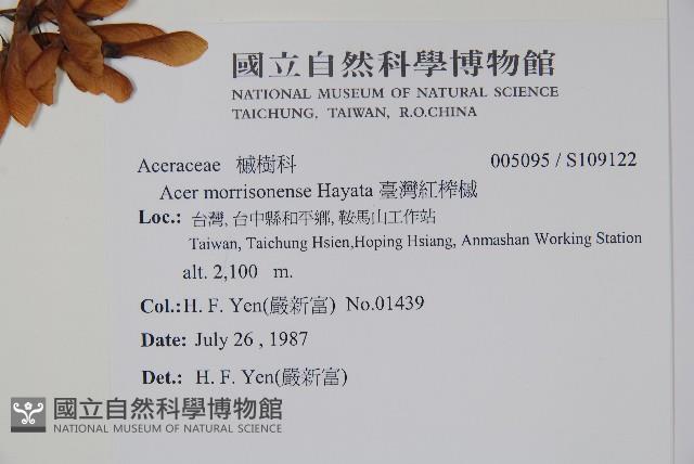 臺灣紅榨槭藏品圖，第2張