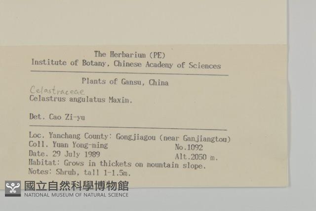 苦皮藤藏品圖，第2張