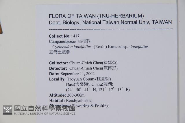 台灣土黨參藏品圖，第2張