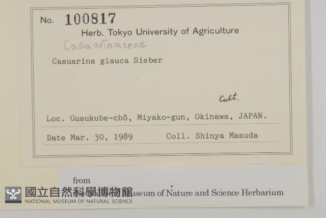 銀木麻黃藏品圖，第2張