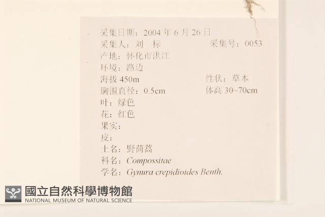 野茼蒿藏品圖，第2張