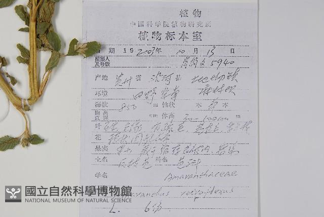 反枝莧藏品圖，第2張