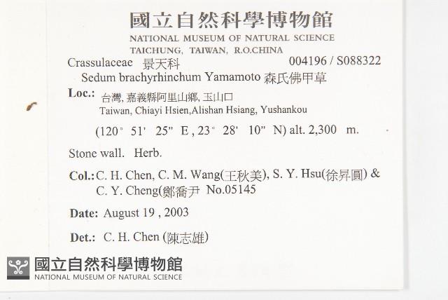 森氏佛甲草藏品圖，第2張