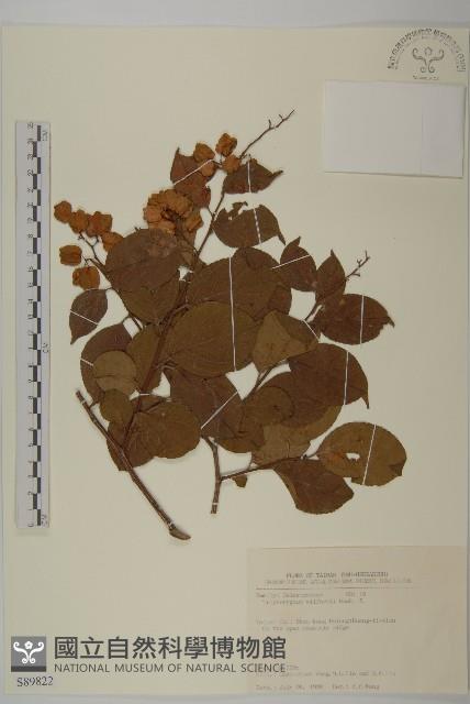 雷公藤藏品圖，第1張