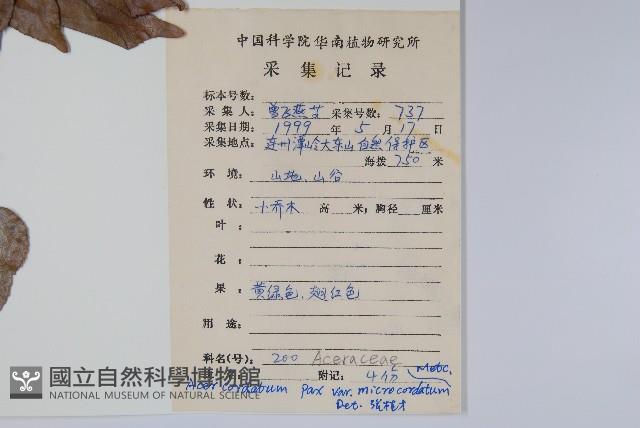 小紫果槭藏品圖，第2張