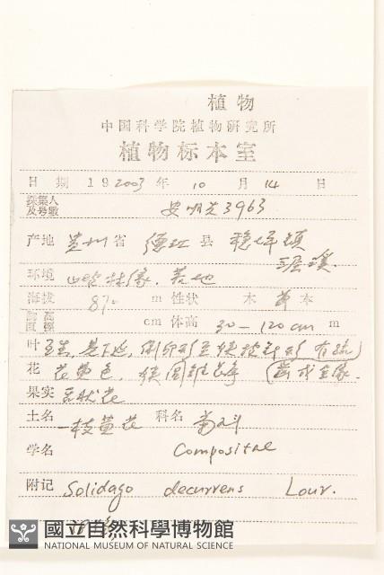 一枝黃花藏品圖，第2張