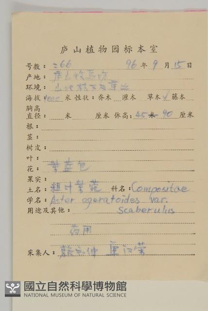 微糙三脈紫菀藏品圖，第2張