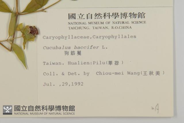 狗筋蔓藏品圖，第2張