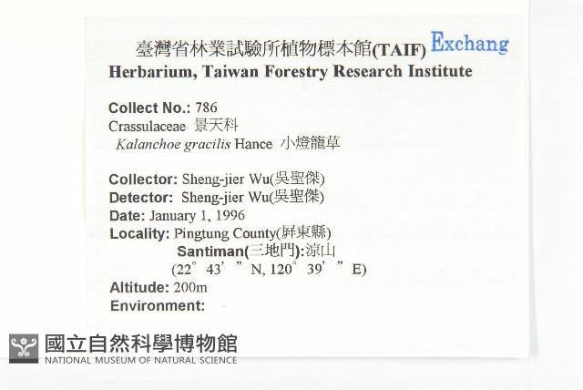 小燈籠草、大還魂藏品圖，第2張